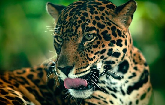 125468 Власти Коста-Рики запретили охотничий туризм
