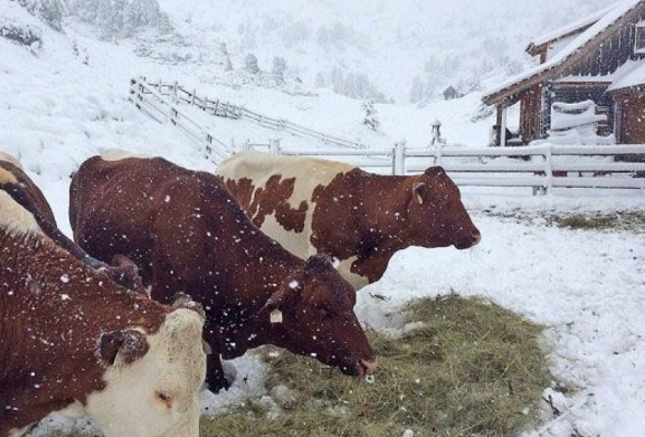 126651 В австрийских Альпах выпало до 40 см снега