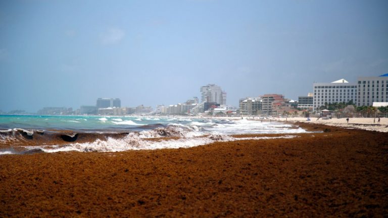126158 В Мексике нашли решение проблемы водорослей на пляжах
