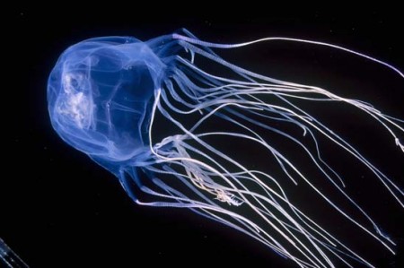 127318 Пляжи Италии атакуют ядовитые медузы