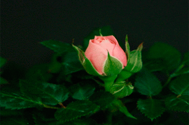 129756 Из подсолнуха в бутон майской розы: почему интимная пластика стала так популярна