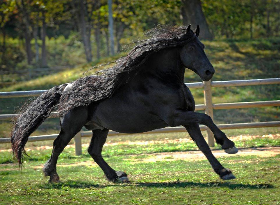 131939 Самый красивый конь в мире Фредерик Великий