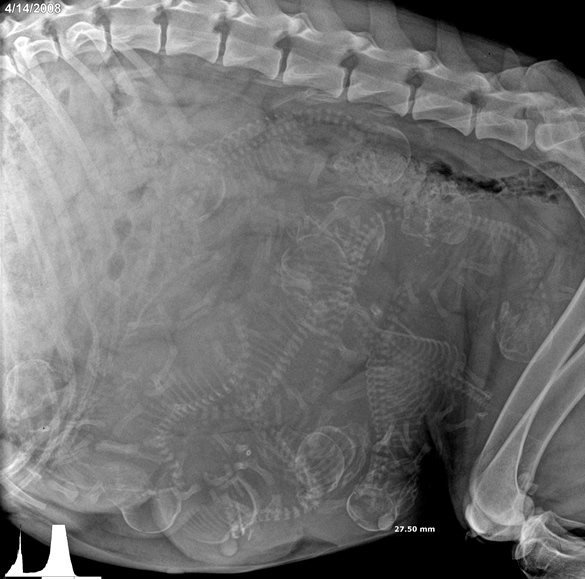 132719 14 любопытных рентгеновских снимков беременных животных!