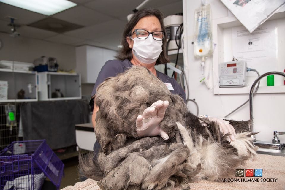 Ветеринары состригли килограмм шерсти из этого животного. Оказалось это очень милая кошечка