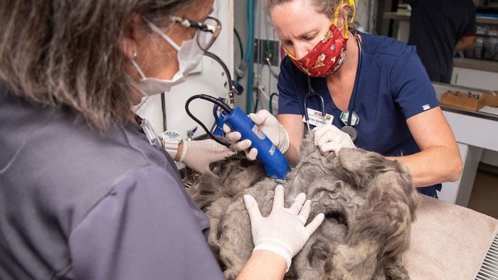 Ветеринары состригли килограмм шерсти из этого животного. Оказалось это очень милая кошечка