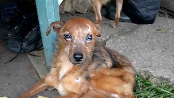 Волонтеры спасли 11 собак, которые жили в ужасных условиях и ели только хлеб