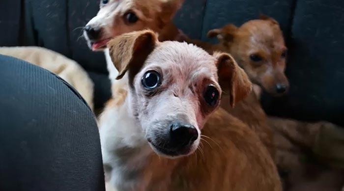 Волонтеры спасли 11 собак, которые жили в ужасных условиях и ели только хлеб
