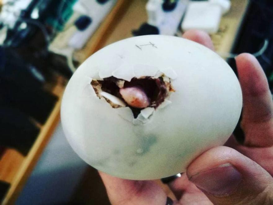 Из яйца, которое женщина купила во вьетнамском ресторане, вылупился утенок, который стал ее лучшим другом