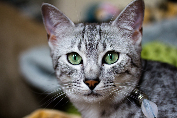 Кошки породы египетская мау — красивые, грациозные, непоседливые и очень хитрые