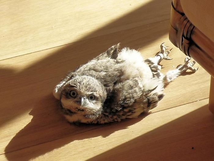 Некоторые совы спят лицом вниз и вытянув ноги: 12 забавных фото