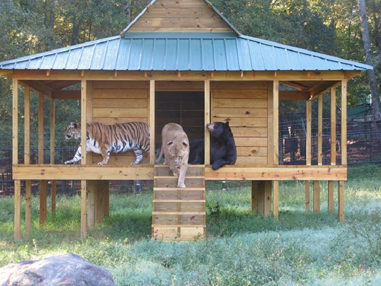 Необычная дружба: медведь, лев и тигр неразлучны уже более 15 лет!