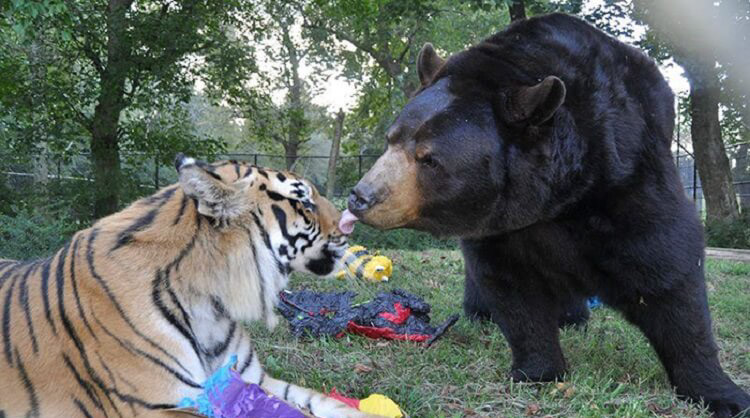 Необычная дружба: медведь, лев и тигр неразлучны уже более 15 лет!
