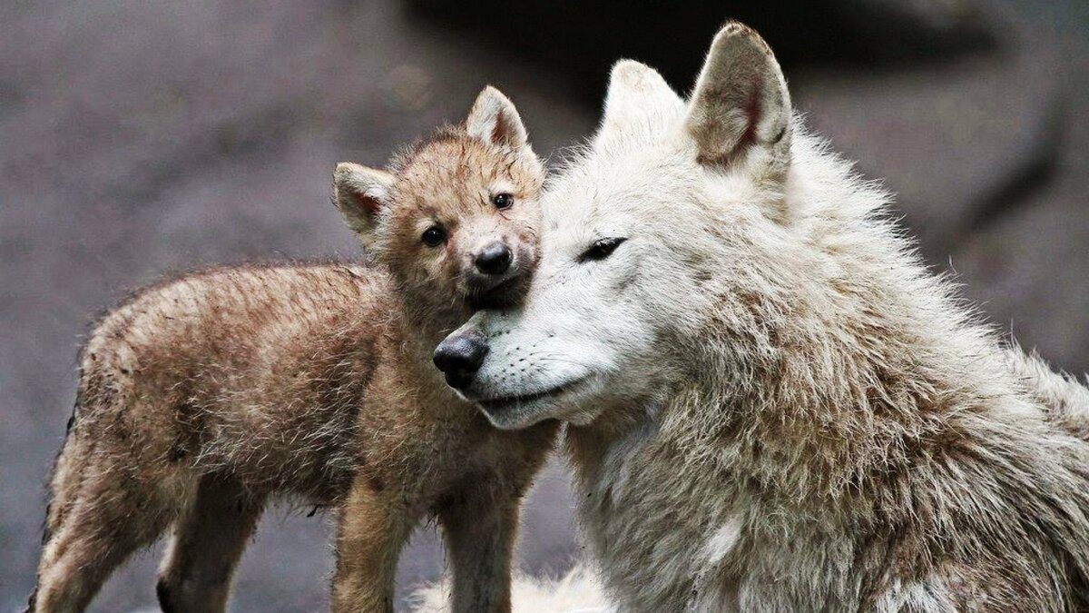 Однажды мужчина спас волчицу и ее волчат, а через пять лет была трогательная встреча