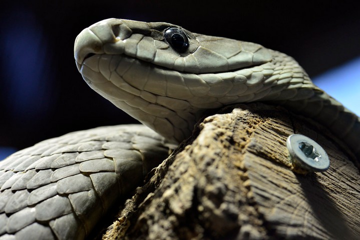 155913 Черная Мамба, одна из самых смертоносных змей на свете