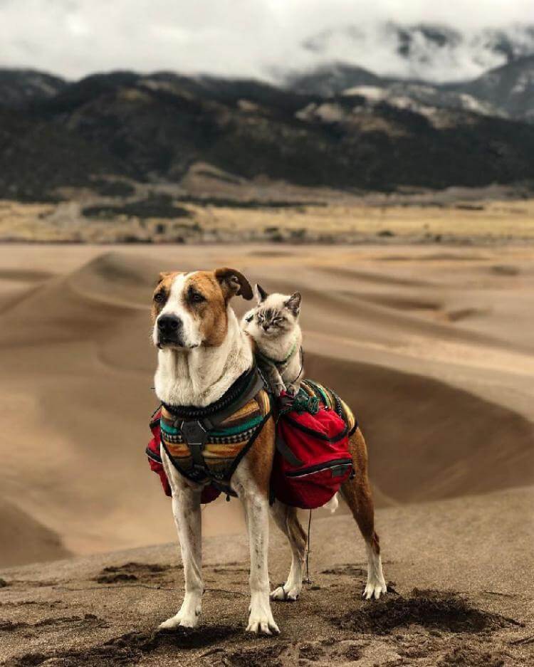 Кот и пёс путешествуют со своими людьми 20 эпичнейших фото!