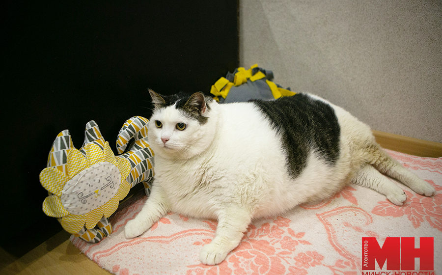 Упитанный малыш: самый толстый кот Беларуси весит 19,6 килограмм