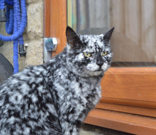 История кота Лоскутка с необычным мраморным окрасом