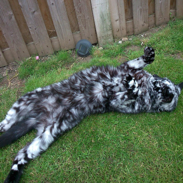 История кота Лоскутка с необычным мраморным окрасом
