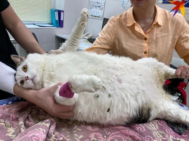 Упитанный малыш: самый толстый кот Беларуси весит 19,6 килограмм
