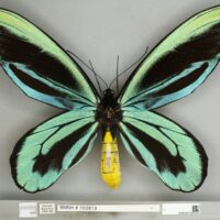 159087 Самая большая бабочка в мире - птицекрылка королевы Александры