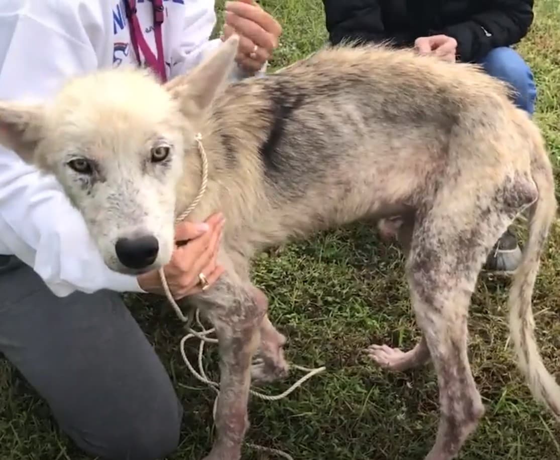 Волонтеры выходили пса породы хаски, который 2 года сидел на цепи. Посмотрите в какого красавца он превратился!