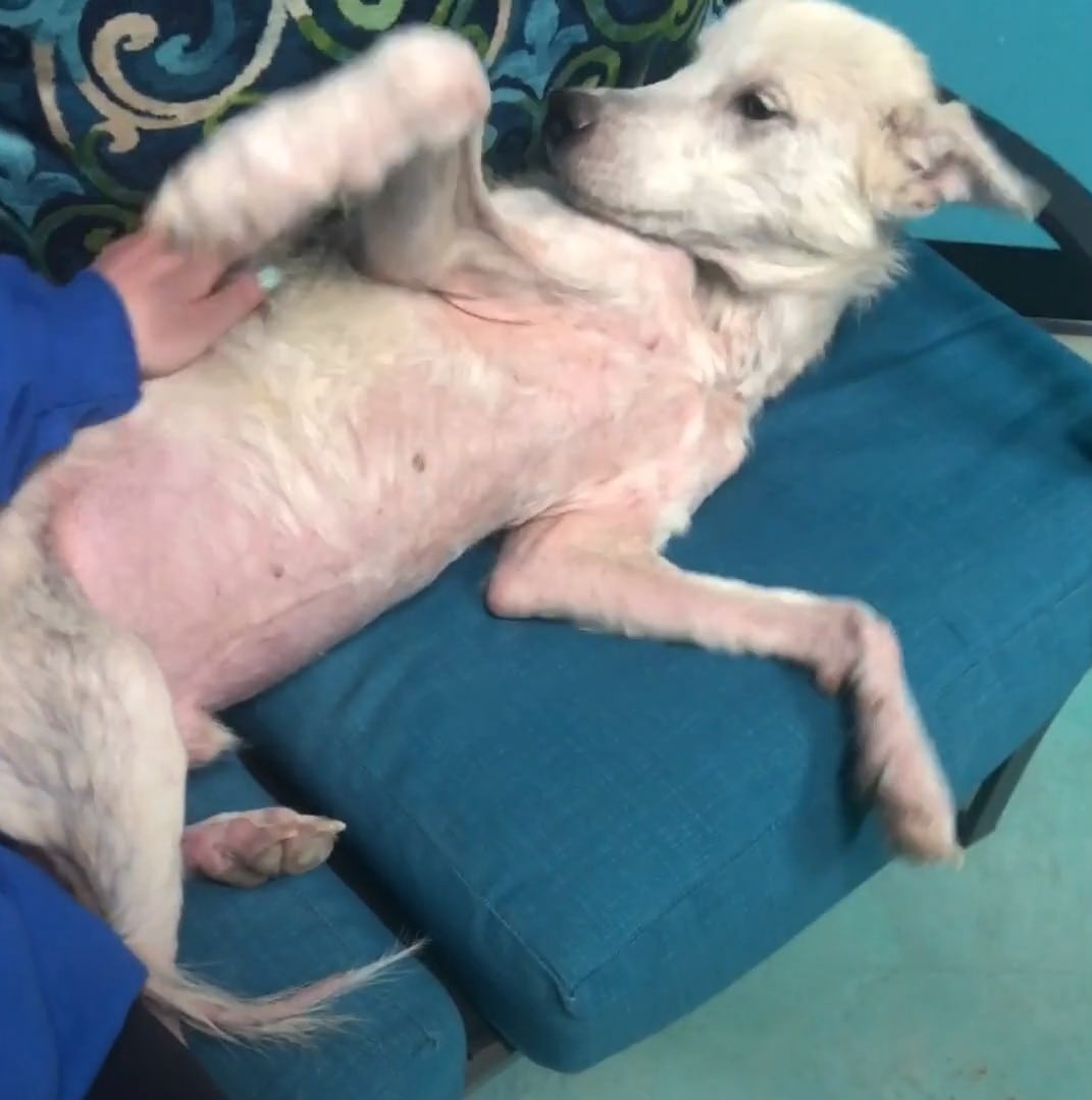Волонтеры выходили пса породы хаски, который 2 года сидел на цепи. Посмотрите в какого красавца он превратился!