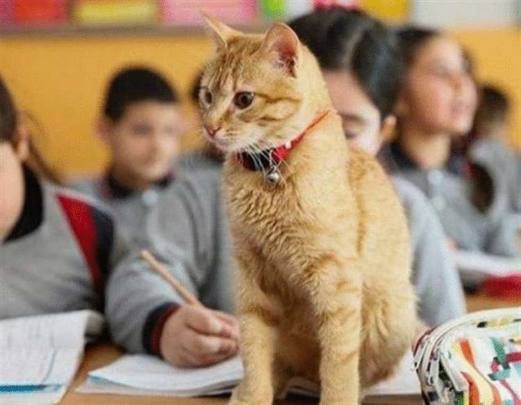 Ученик 3-го класса, кот Томбо устроил настоящую забастовку, когда его не пустили в школу