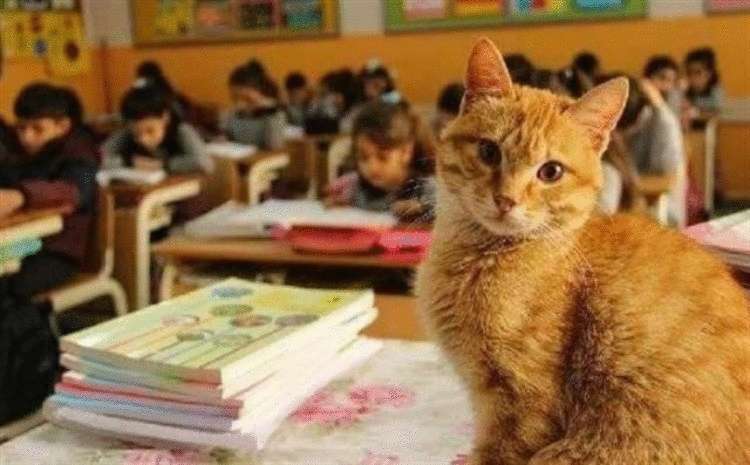 161073 Ученик 3-го класса, кот Томбо устроил настоящую забастовку, когда его не пустили в школу