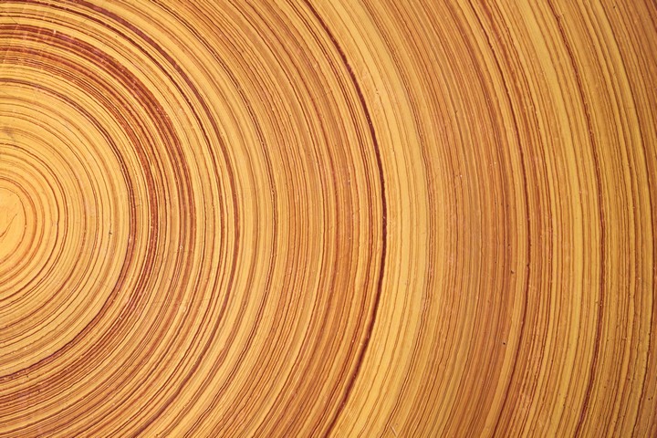 162230 Ученые сделали шаг к выращиванию древесины в лаборатории