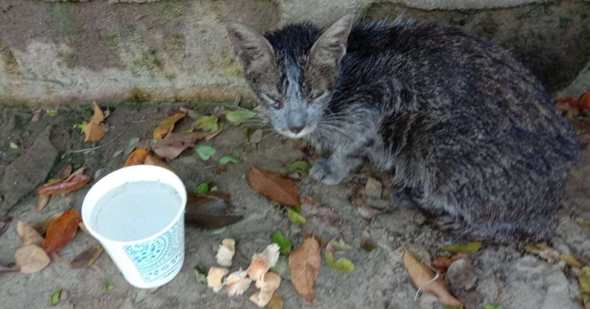 163070 Возле мусорных баков девушка нашла бездомную грязную кошку. Ее накормили и отмыли, теперь эту красотку не узнать