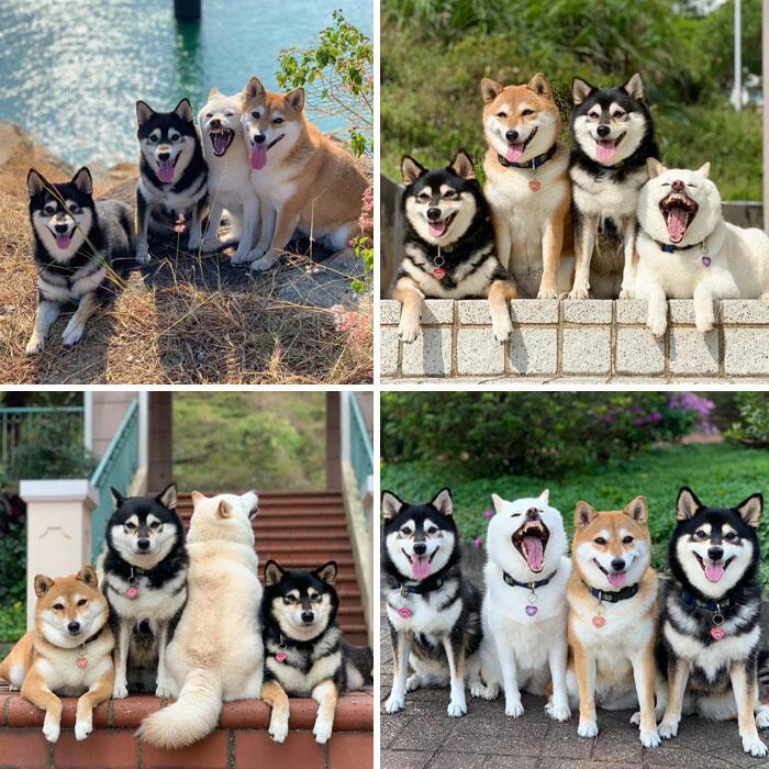 Гарантия хорошего настроения: 12 фотографий самых милых и очень смешных собачек