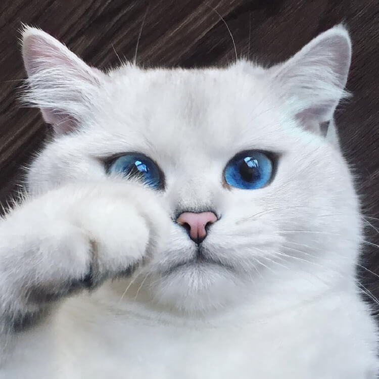 Топ 10 самых красивых кошек на планете Земля