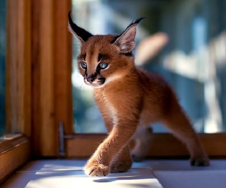 Топ 10 самых красивых кошек на планете Земля