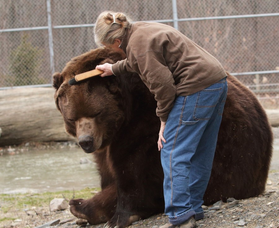 Супружеская пара спасает медвежат-сирот и выхаживают их как собственных детей