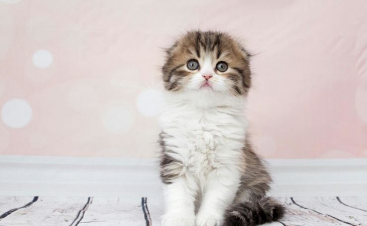 Котята породы хайленд-фолд, что может быть милее? Очаруйтесь вместе с нами