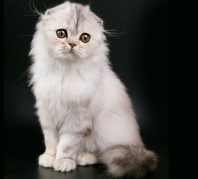 Котята породы хайленд-фолд, что может быть милее? Очаруйтесь вместе с нами