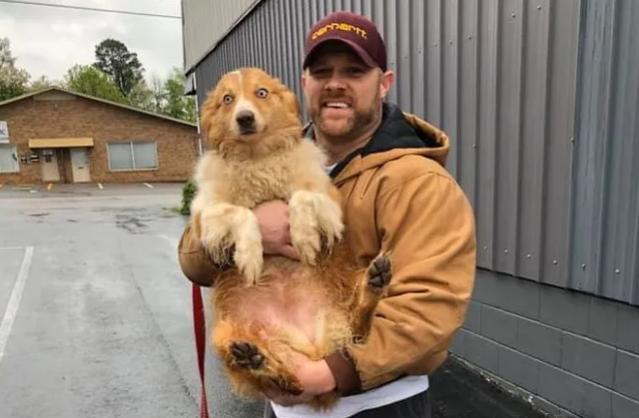 Счастливое возвращение: собачка нашлась спустя два месяца после того как ее унес торнадо